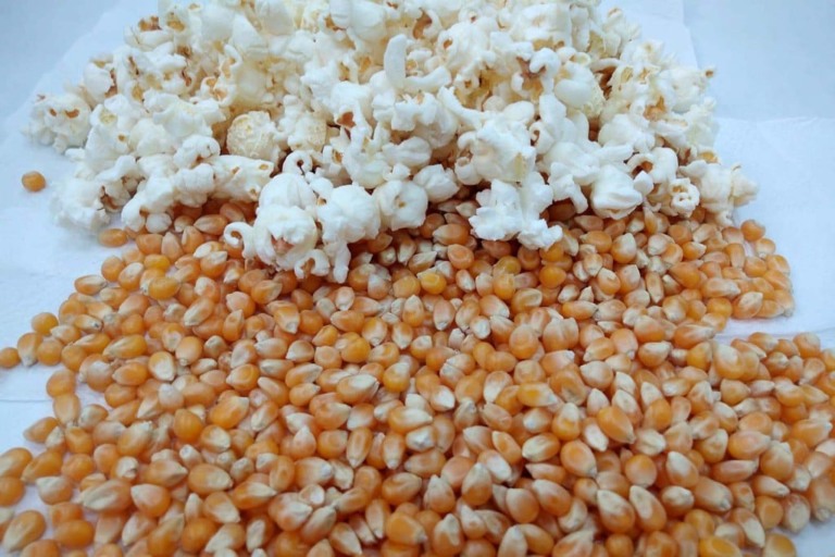 Brasil produz cerca de 300 mil toneladas de milho-pipoca e se consolida  no mercado mundial