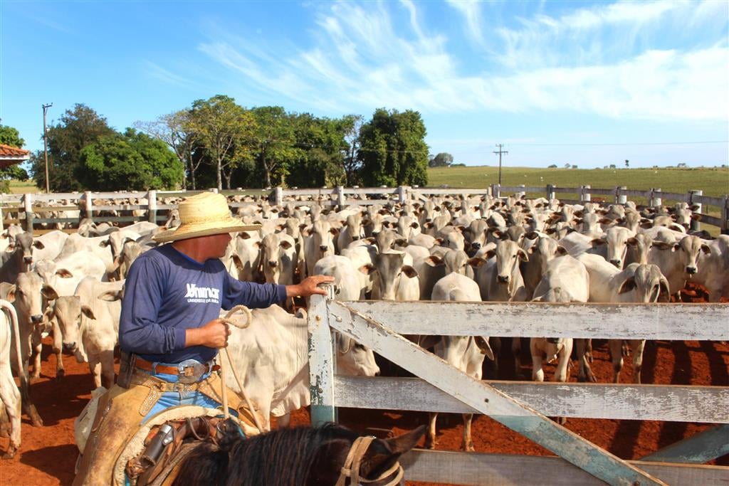 Há 36 anos, a Unimar de forma pioneira lançava o primeiro curso privado de Medicina Veterinária