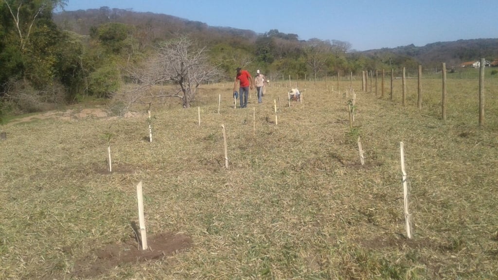 Marilia inicia projeto para plantar 30 mil árvores e recuperar mata