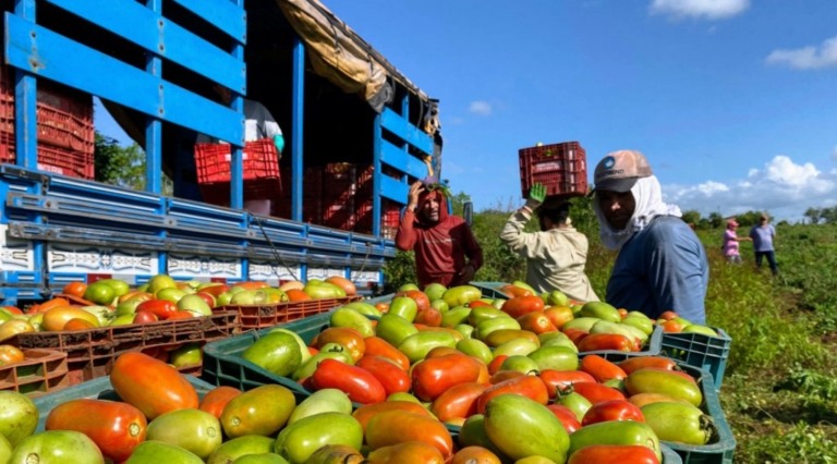 Produção de tomate supera expectativas e impulsionando economia local