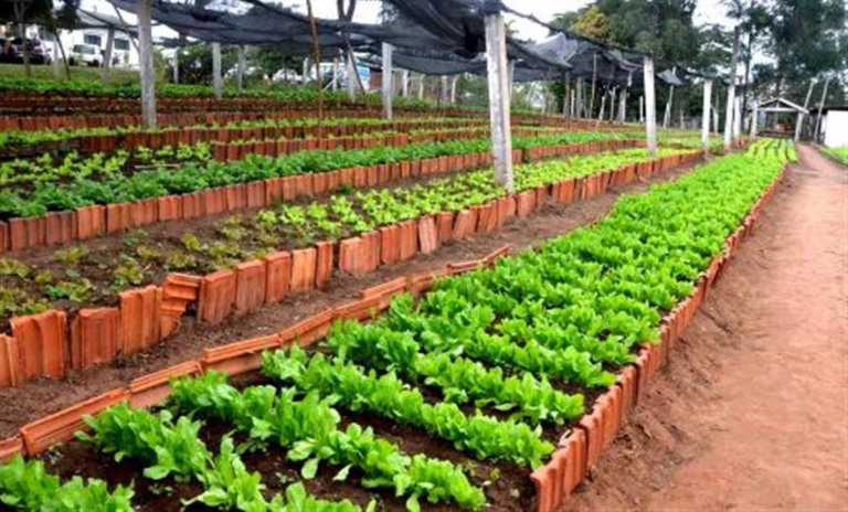 Horta na Fumares de Marília: entidade renova registro para todos repasses