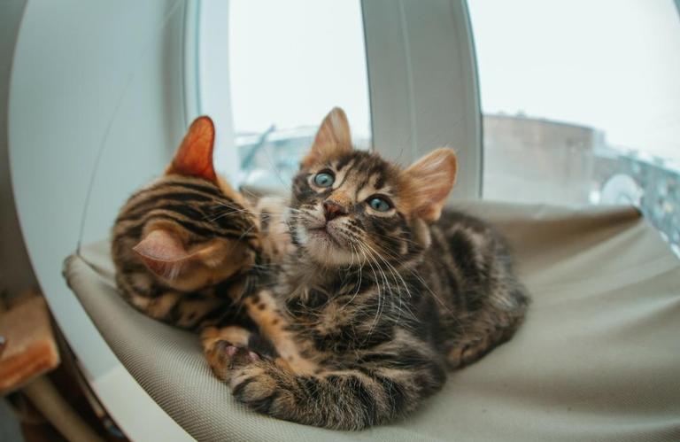 Saiba agora o significado das cores dos gatos - Shutterstock