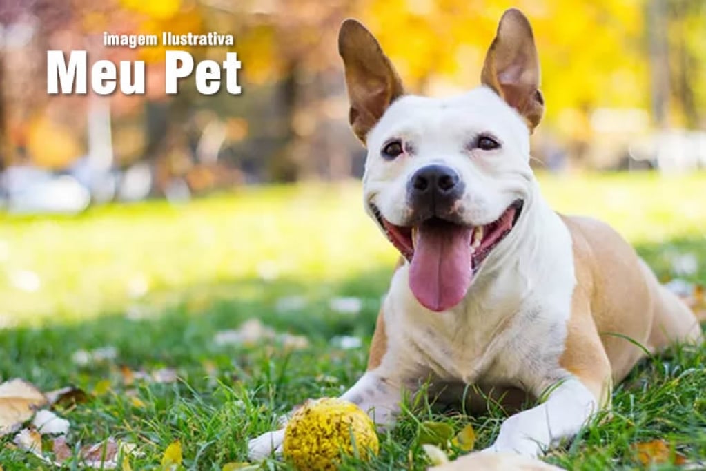 Cachorro ou porco? Foto com ilusão de ótica viraliza nas redes sociais