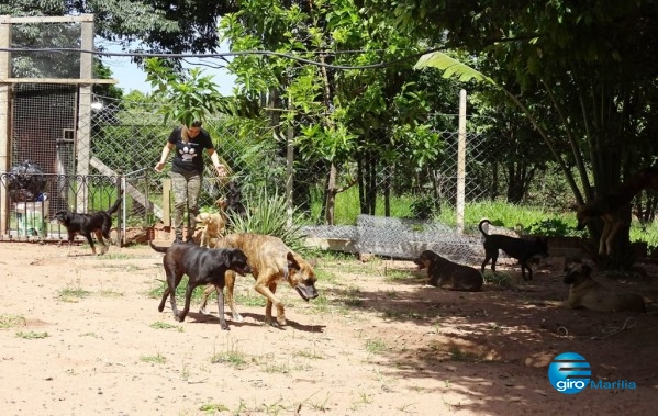 Vaquinha ajuda a proteger animais nas férias, veja como participar