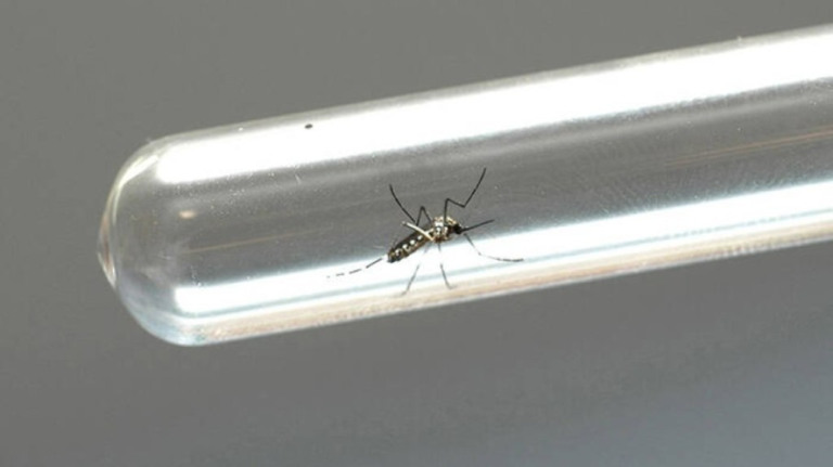 Rio registra aumento de 300% nos casos de dengue
