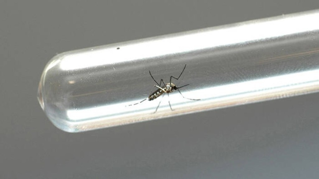 Rio registra aumento de 300% nos casos de dengue Rio registra aumento de 300% nos casos de dengue