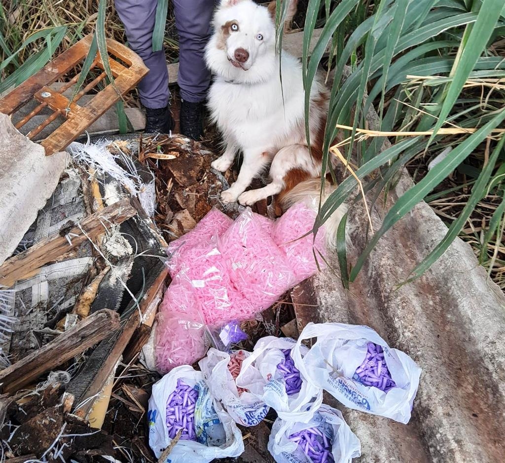 Operação com cão apreende 557 porções de drogas e prende um em Marília