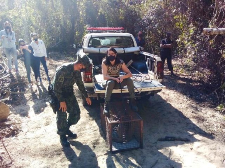 Vídeo - Onça capturada em Marília é liberada em área de reserva