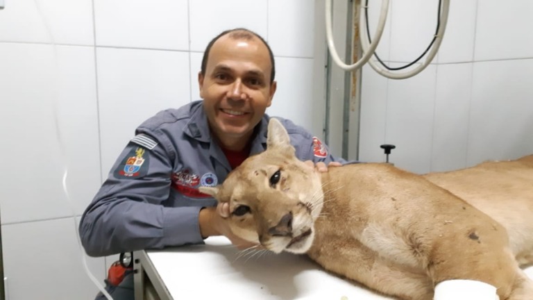 Onça resgatada em Marília é atropelada em rodovia da região