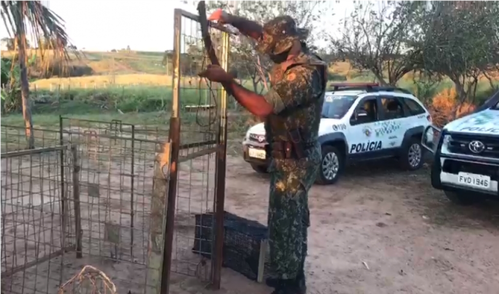 Ambiental prende um, apreende armas e armadilhas; veja fotos e vÃdeo Ambiental prende um, apreende armas e armadilhas; veja fotos e vÃdeo