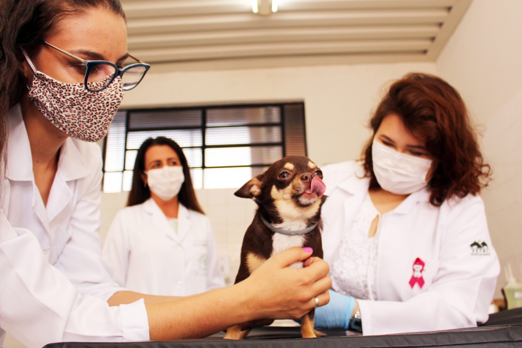 Curso de Medicina Veterinária promove Campanha Outubro Rosa Pet na Unimar