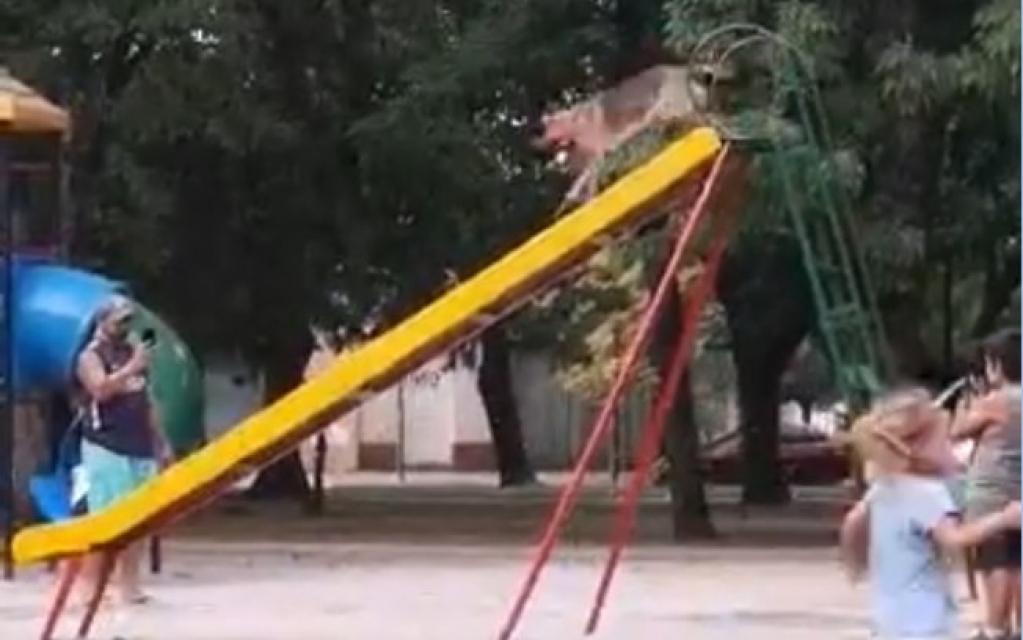 Cadela fofa é flagrada se divertindo em escorregador Cadela fofa é flagrada se divertindo em escorregador