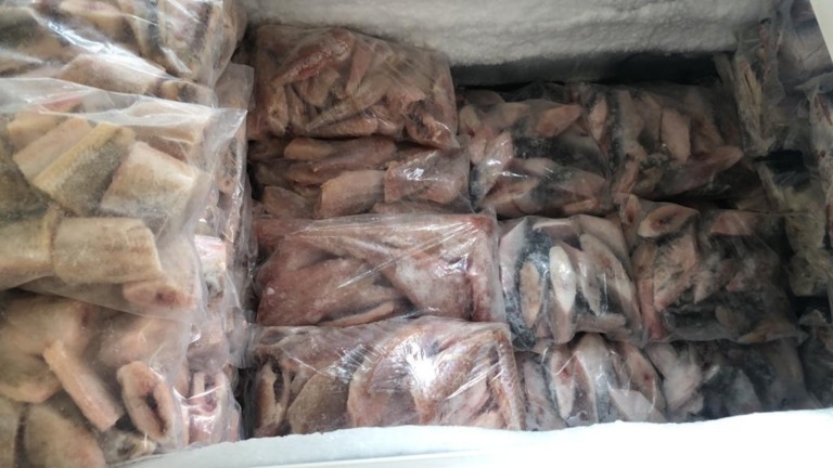 Piracema - Ambiental apreende peixes e doa para entidade em Marília