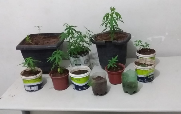 PM de Marília recolhe pés de maconha e porções de drogas em três apreensões