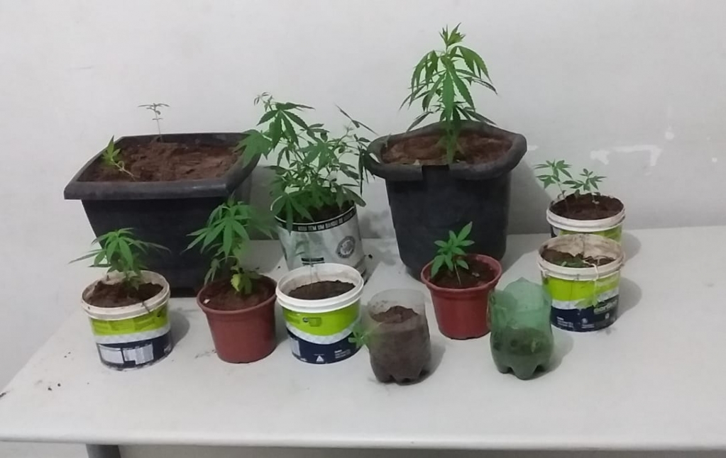 PM de Marília recolhe pés de maconha e porções de drogas em três apreensões PM de Marília recolhe pés de maconha e porções de drogas em três apreensões