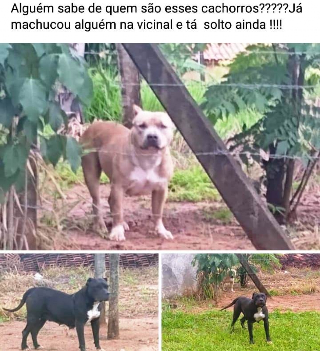 Pitbull ataca ciclista em vicinal de Vera Cruz e moradores pedem controle