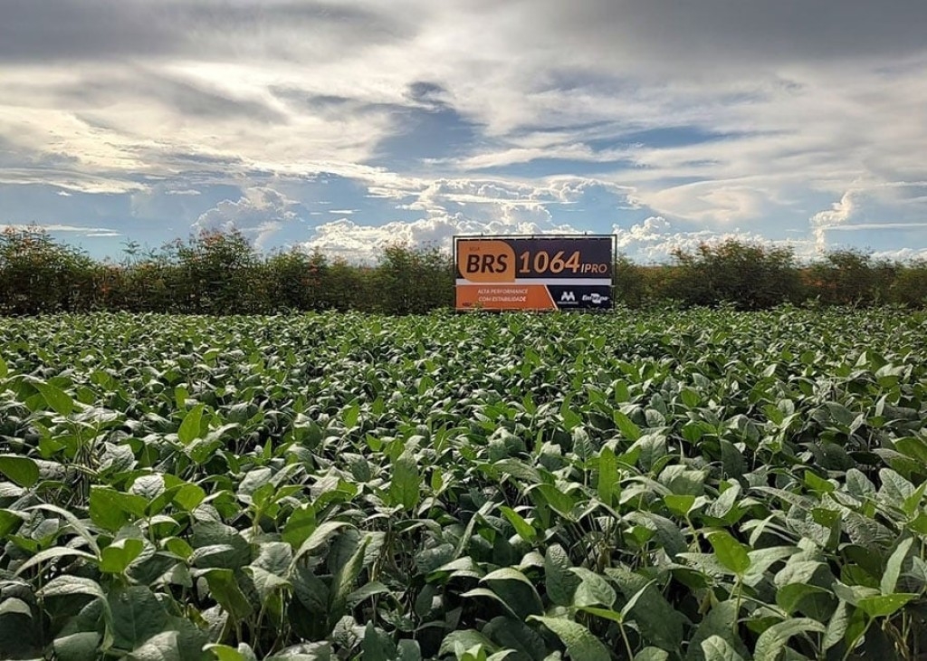 Embrapa lança novas cultivares de soja, mais produtivas e resistentes Embrapa lança novas cultivares de soja, mais produtivas e resistentes