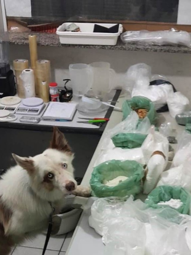 PM apreende 30kg de drogas e prende acusado em laboratório clandestino; vídeo