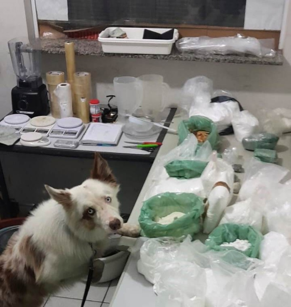 PM apreende 30kg de drogas e prende acusado em laboratório clandestino; vídeo