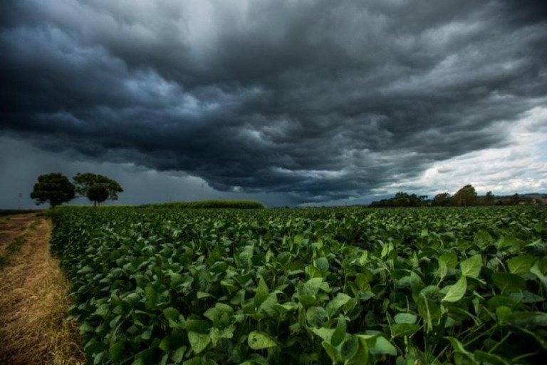 Vazio sanitário da soja começou dia 15 de junho em Mato Grosso