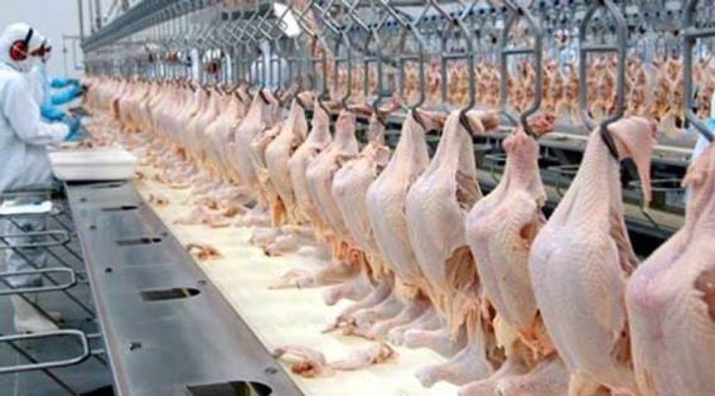 Bahia lidera a produção nacional de frango de corte