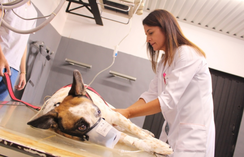 Referência, Hospital Veterinário da Unimar é centro para animais cde pequeno a grande porte