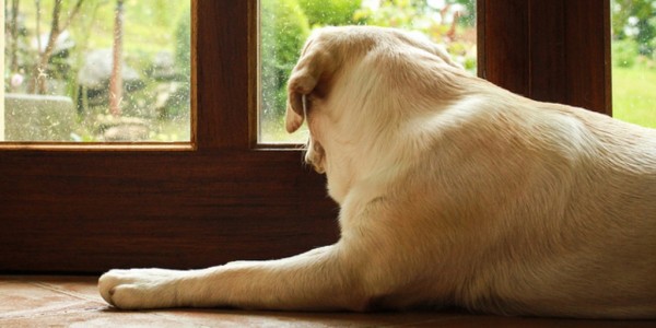 Esse é para quem trabalha fora e tem que deixar o cão sozinho.