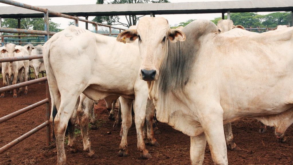 Brasil tem casos de vaca louca: você deve se preocupar ao comer carne?