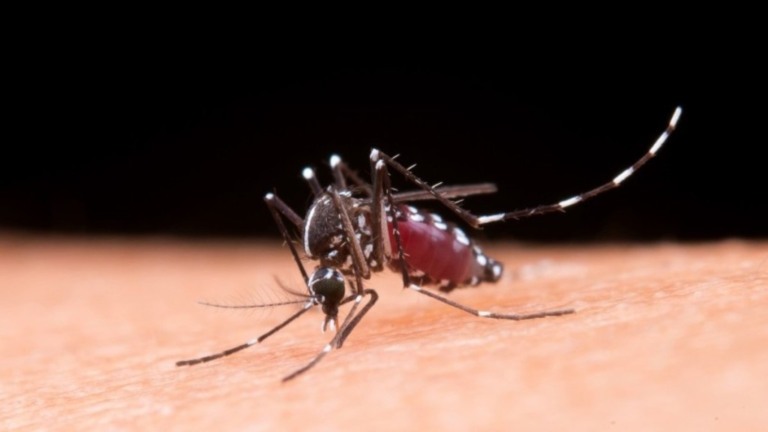 Reprodução / Freepik Mosquito Aedes Aegypti é responsável por doenças como dengue, Chikungunya e Zika