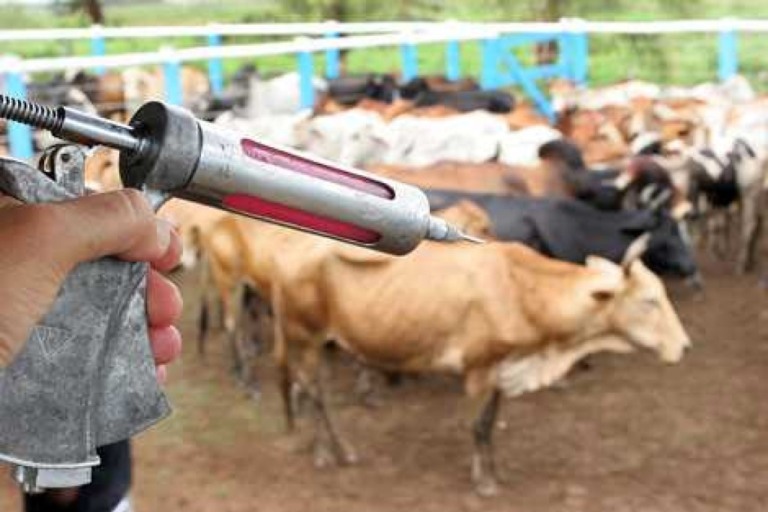 Vacinação contra aftosa chega ao fim com 92% de cobertura em Sergipe