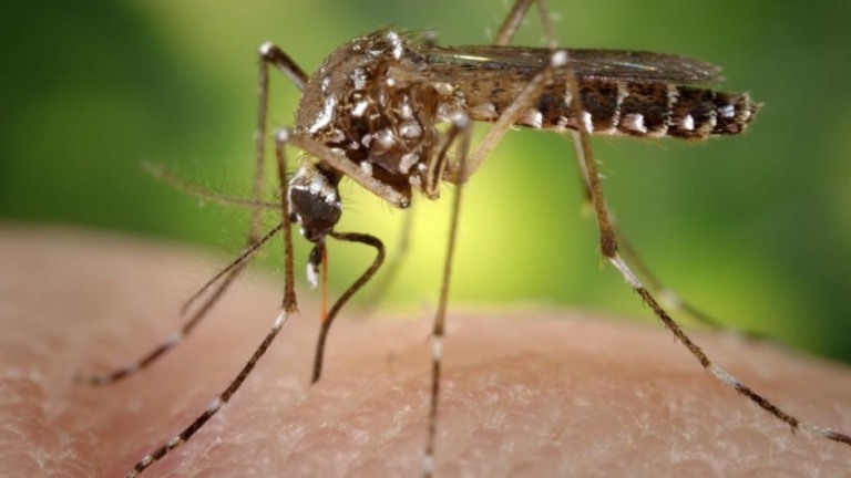 Reprodução: Flickr Mosquito da Dengue