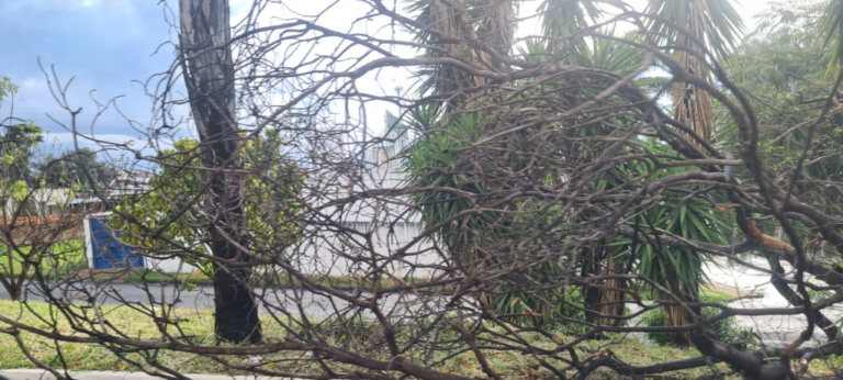 Chuva com ventos fortes derruba árvore, galhos, placas e deixa ruas sem luz em Marília
