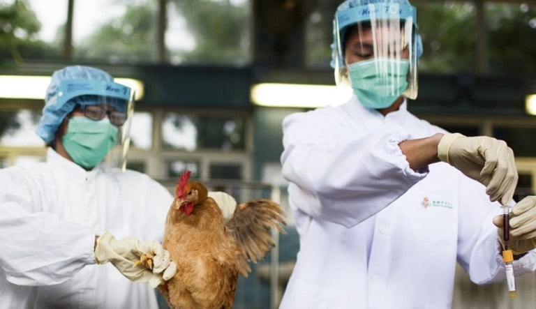Cinco Estados brasileiros já decretaram emergência por causa da gripe aviária