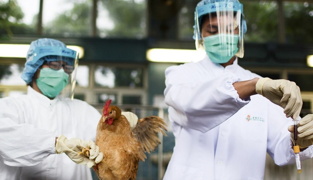 Cinco Estados brasileiros já decretaram emergência por causa da gripe aviária