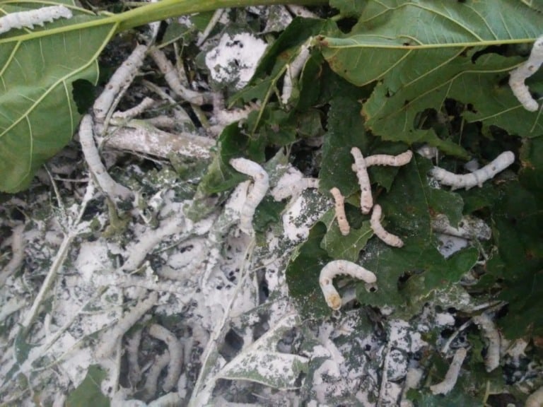 Agrotóxico de vizinhos prejudica produtores de seda na região; assista depoimento
