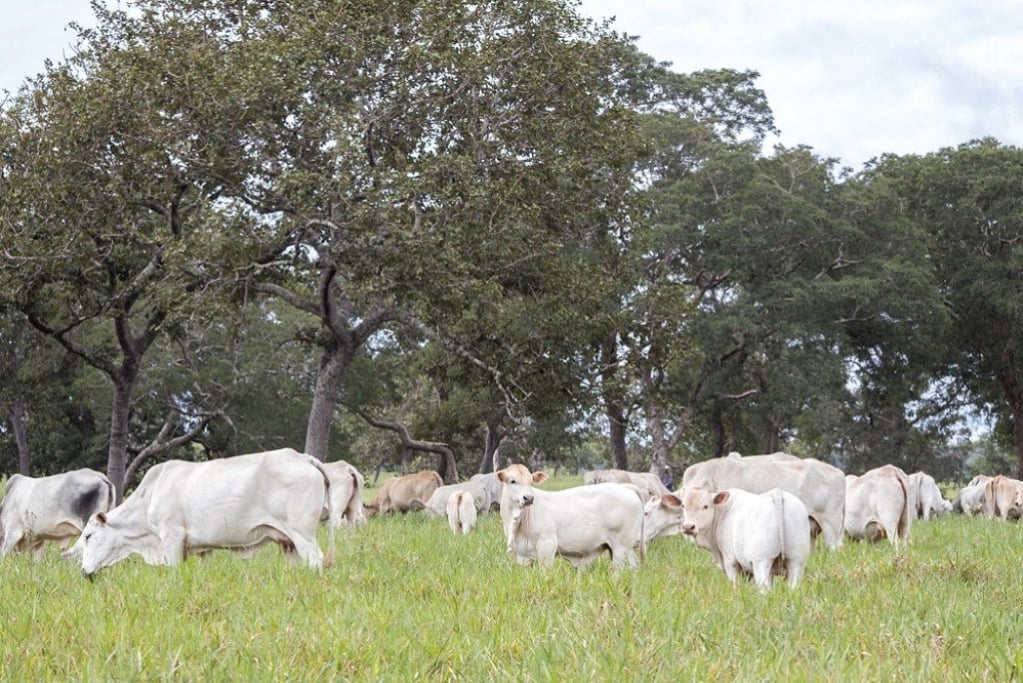 Pecuária Sustável: Origem Premium firma compromisso social em benefício do meio ambiente