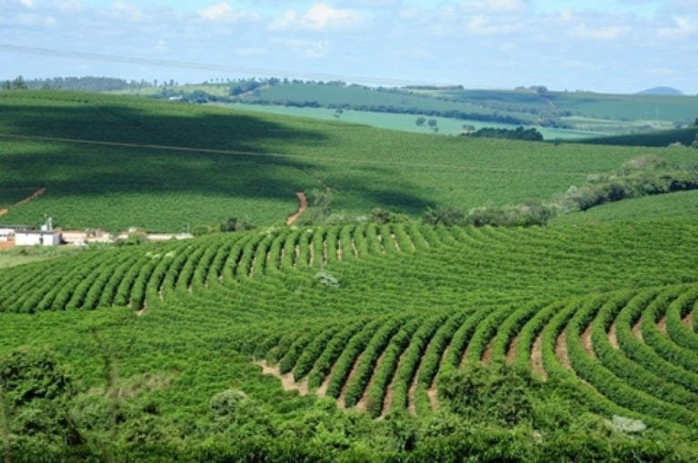Minas Gerais teve ano desafiador para o agronegócio, mas PIB cresceu 20%