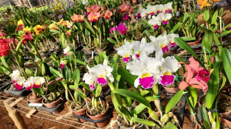 Ginásio de Marília terá exposição de orquídeas e plantas até domingo