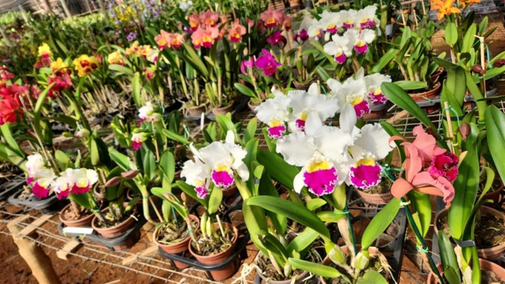 Ginásio de Marília terá exposição de orquídeas e plantas até domingo Ginásio de Marília terá exposição de orquídeas e plantas até domingo