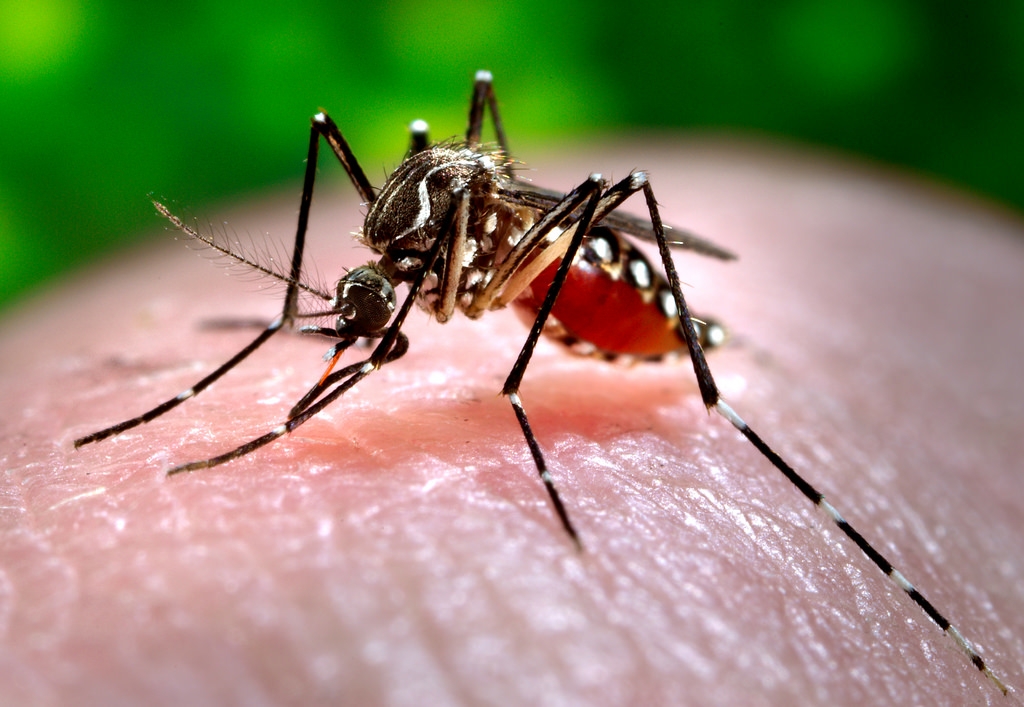 Bauru tem aumento de casos de dengue e vive risco de surto