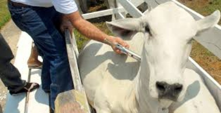 Saúde em Marília confirma terceiro caso de raiva bovina e faz alerta de prevenção