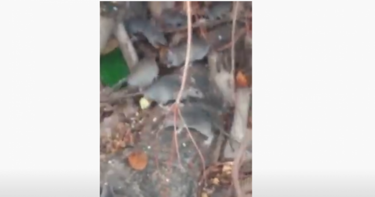 Vídeo mostra ninho de ratos em árvore histórica no centro de Marília