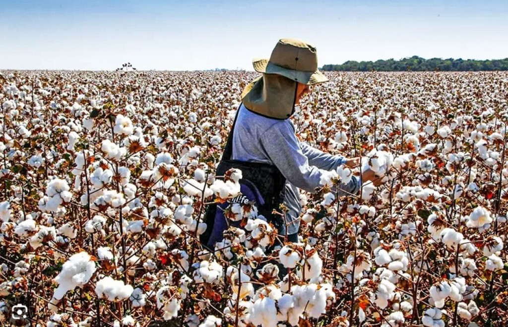 Produtores de algodão começam a semana com expectativa de alta na Bolsa