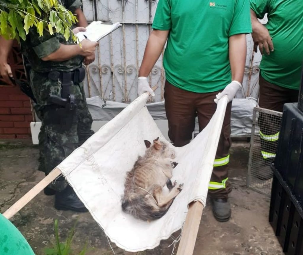 Fiscalização resgata 16 animais em casa de Marília, cinco em estado grave