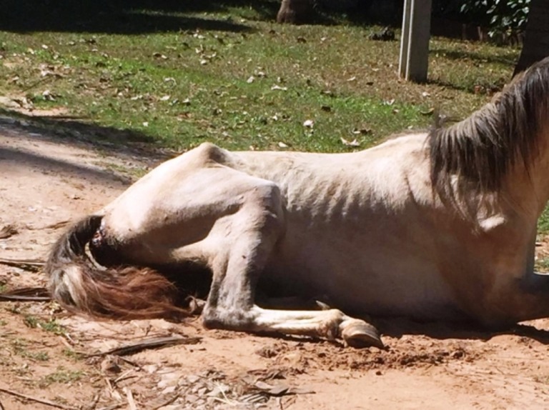 Animais são resgatados em extrema situação de maus tratos em Marília