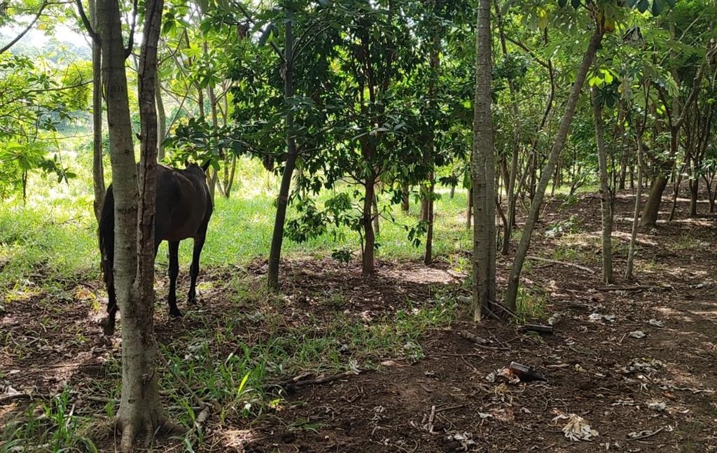 Criador multado em R$ 31,3 mil por cavalos em área de preservação no Maracá