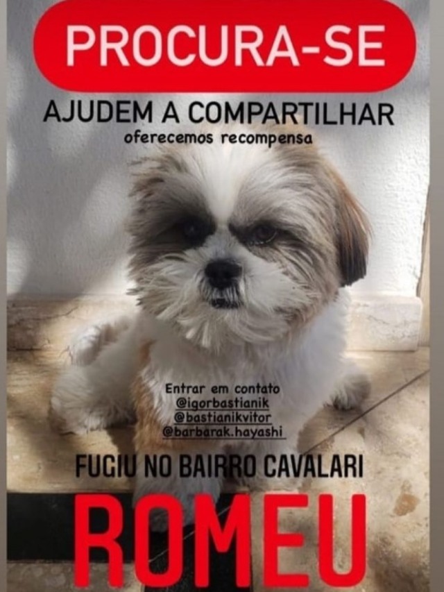 Família procura cachorro e oferece recompensa em Marília