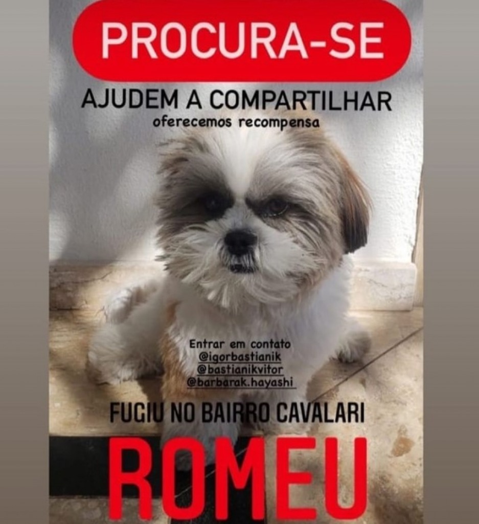 Família procura cachorro e oferece recompensa em Marília Família procura cachorro e oferece recompensa em Marília