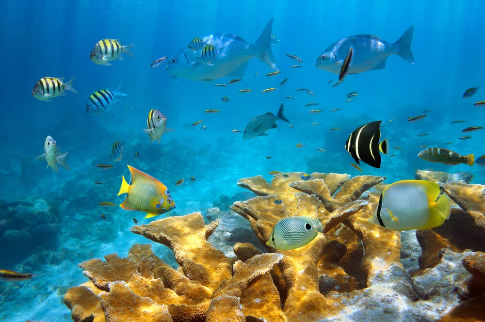 Os arrecifes de corais, pontilhados pelos peixes coloridos, são grandes atrações da ilha de San Andrés. Foto: shutterstock 