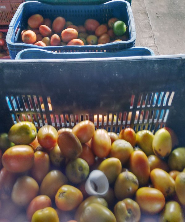 Produção agrícola da região deve ganhar maior fiscalização